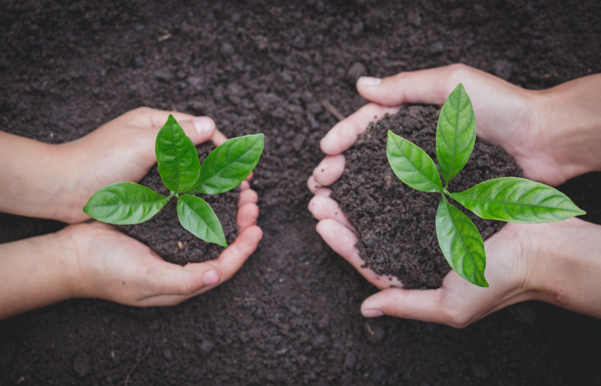 Pair of hand holding plants